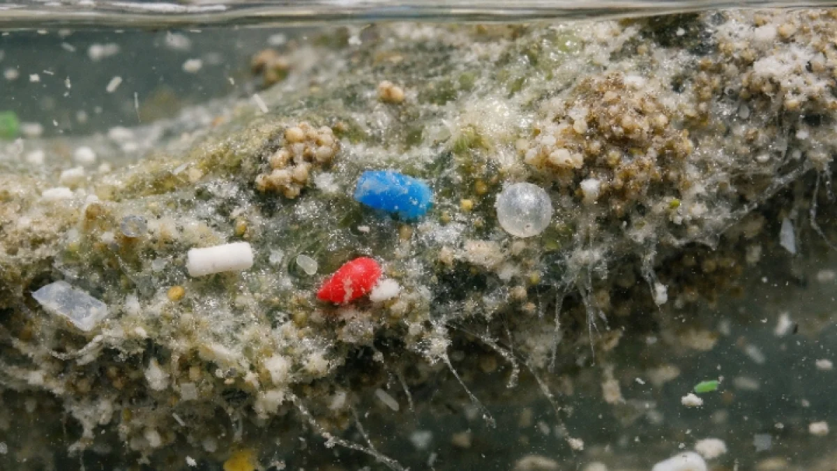 Tiny Plastics in Water May Strengthen Harmful Bacterial Biofilms